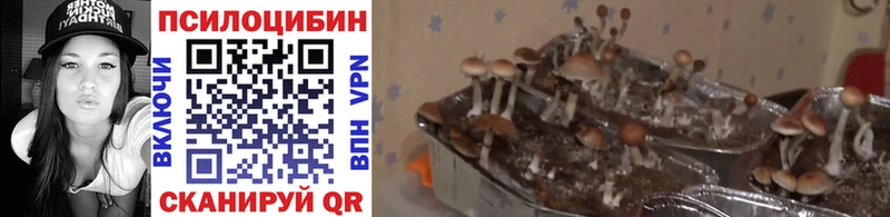 Псилоцибиновые грибы Psilocybe Новомосковск